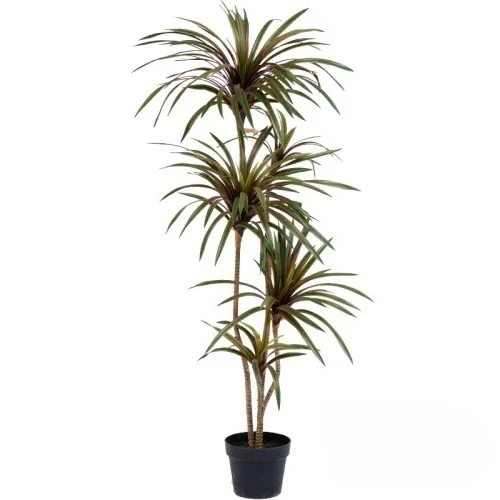 Dracaena Marginata - Planta Artificial Decorativa de Interior: Bonsái