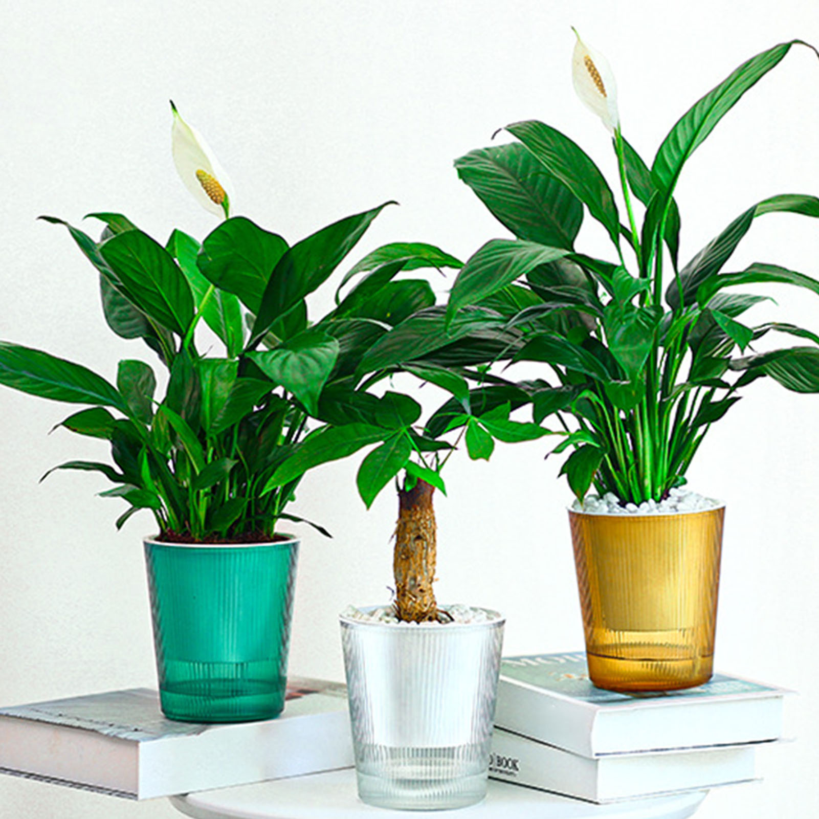 Aloe Vera Pot - Maceta con Sistema de Riego Automático