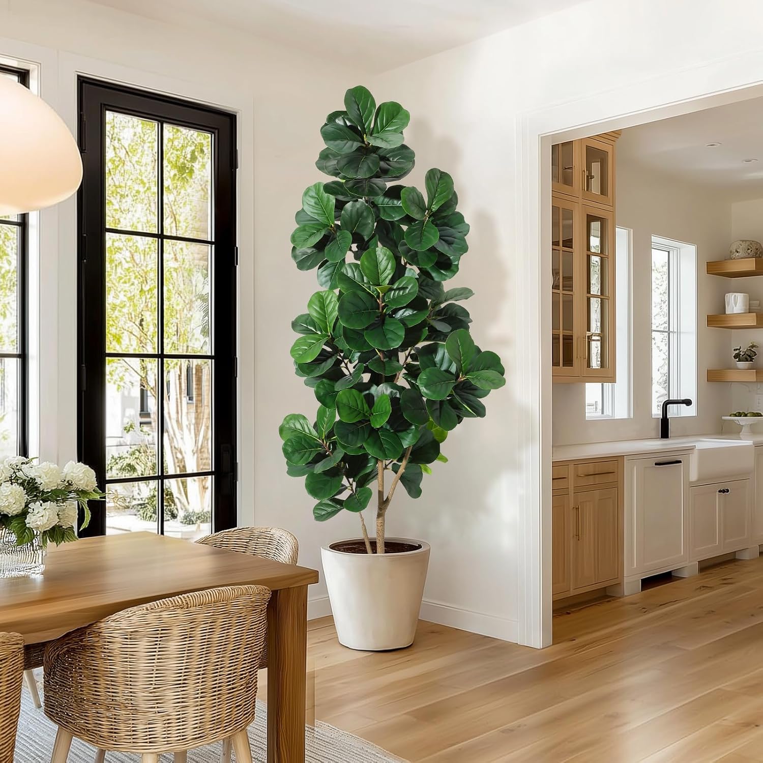 Ficus Lyrata Tree - Árbol de higo de hoja de