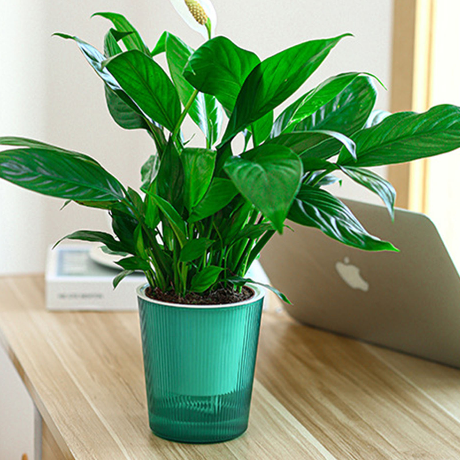 Maceta con Sistema de Riego Au - Aloe Vera Pot reseña y precio