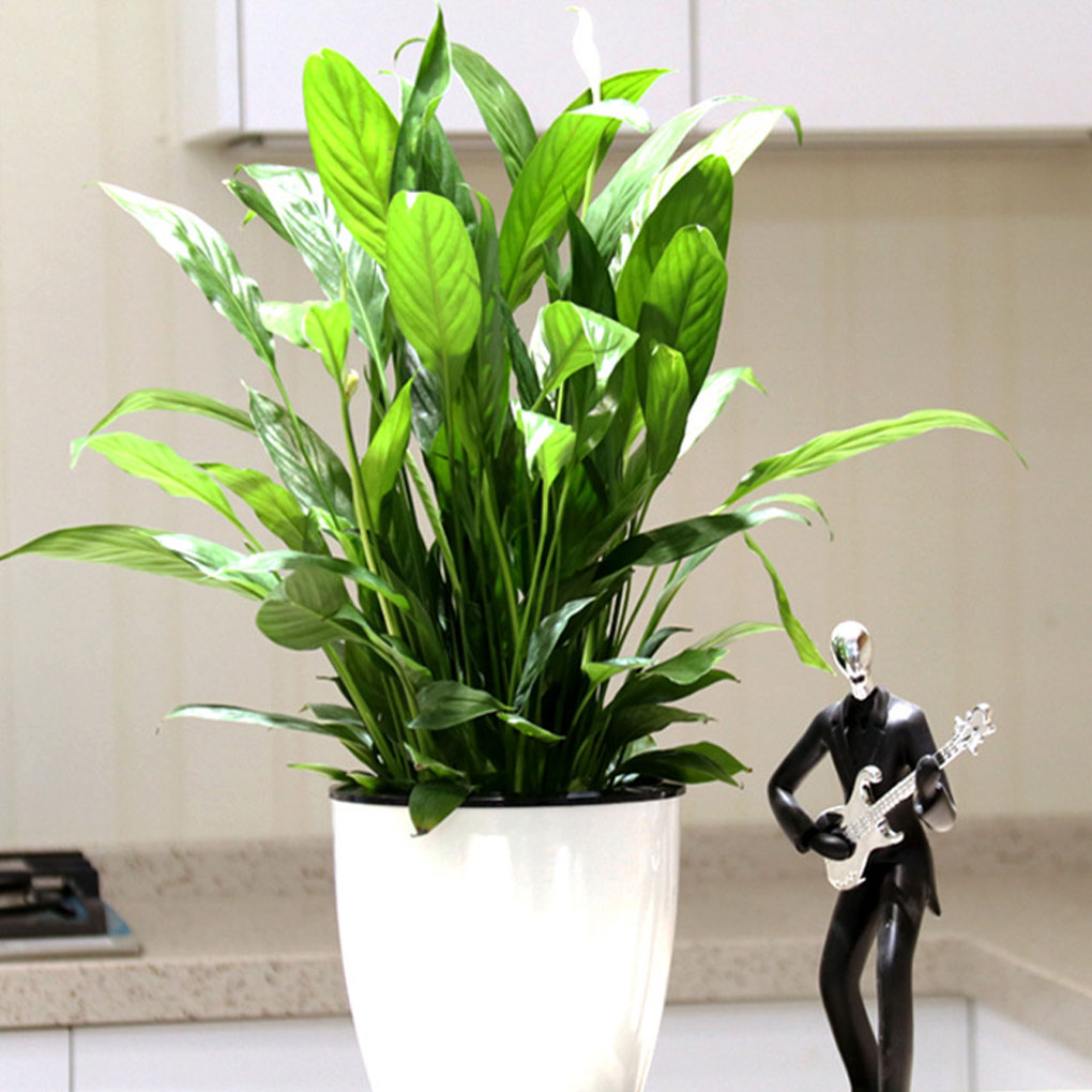 Macetas blancas portátiles y e - Aloe Vera Pot reseña y precio