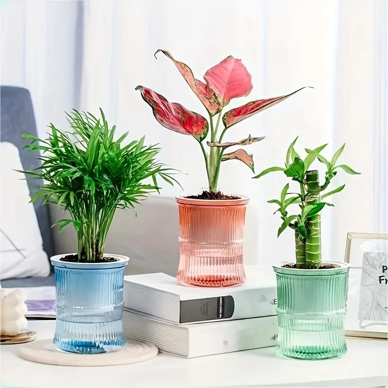 Maceta Transparente de Doble C - Aloe Vera Pot reseña y precio