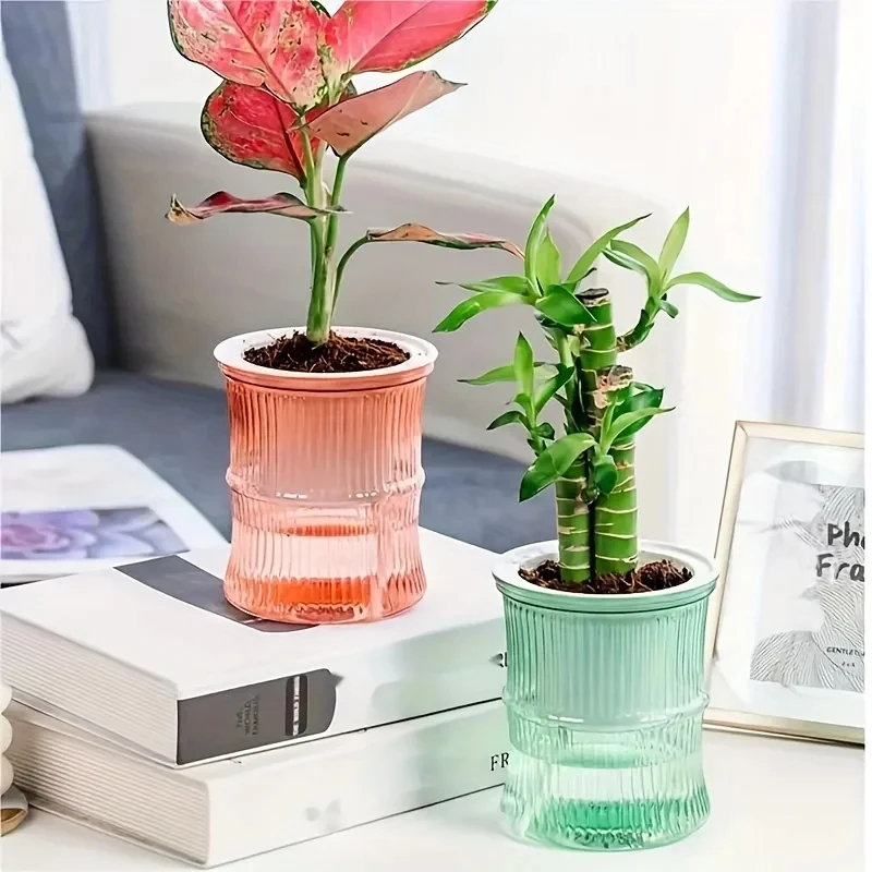 Maceta Transparente de Doble C - Aloe Vera Pot reseña y precio