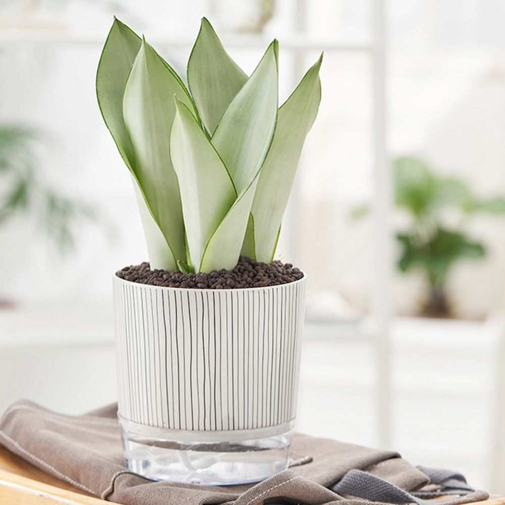Maceta Transparente con Sistem - Aloe Vera Pot reseña y precio